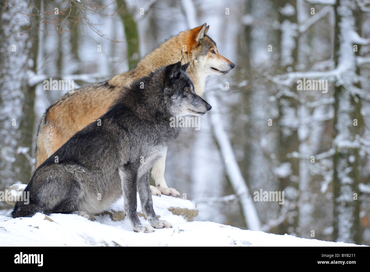 Mackenzie valley wolves, Canadian timber wolves (Canis lupus ...