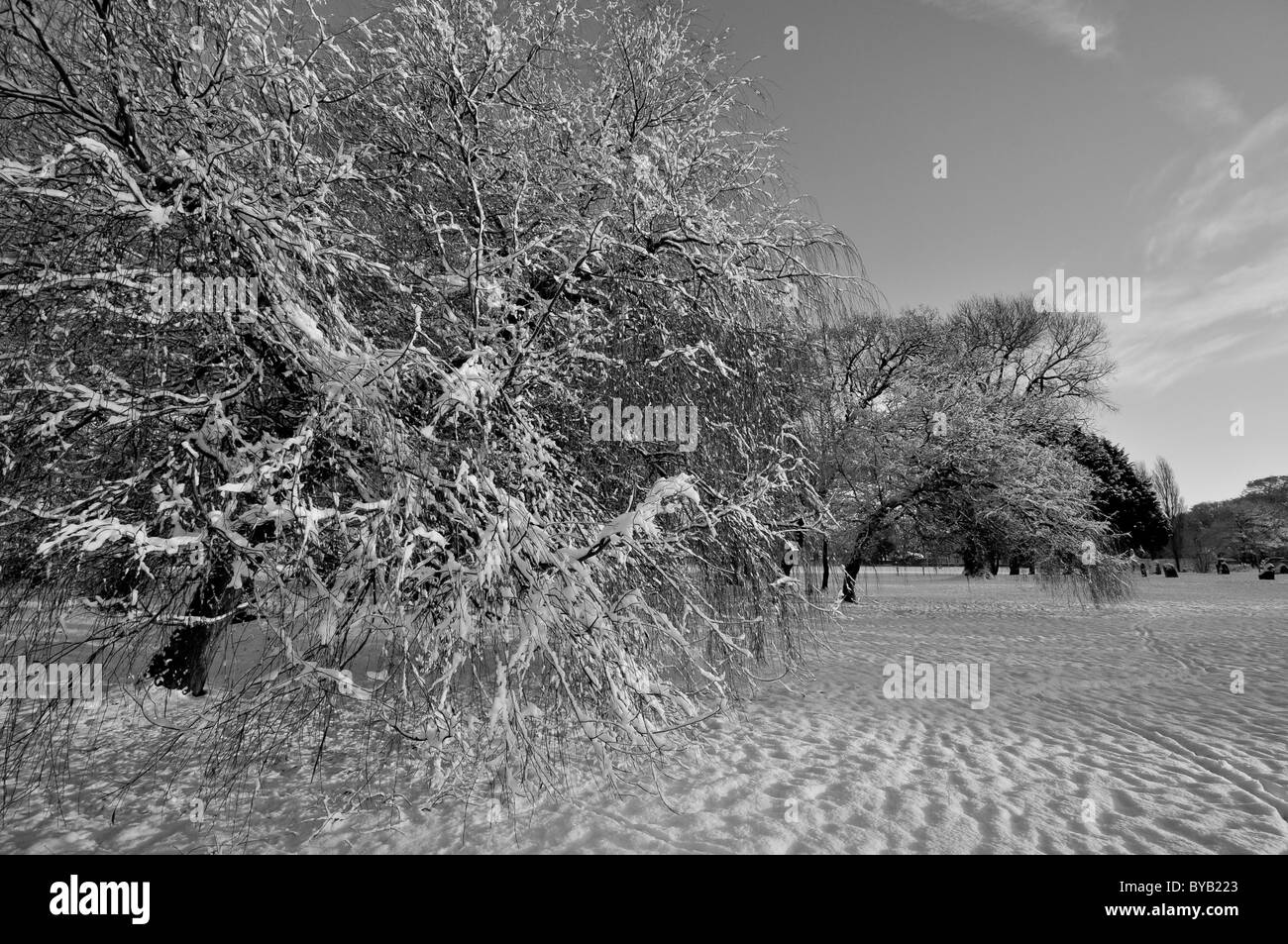 Snow covered trees in winter in Black & White Stock Photo - Alamy