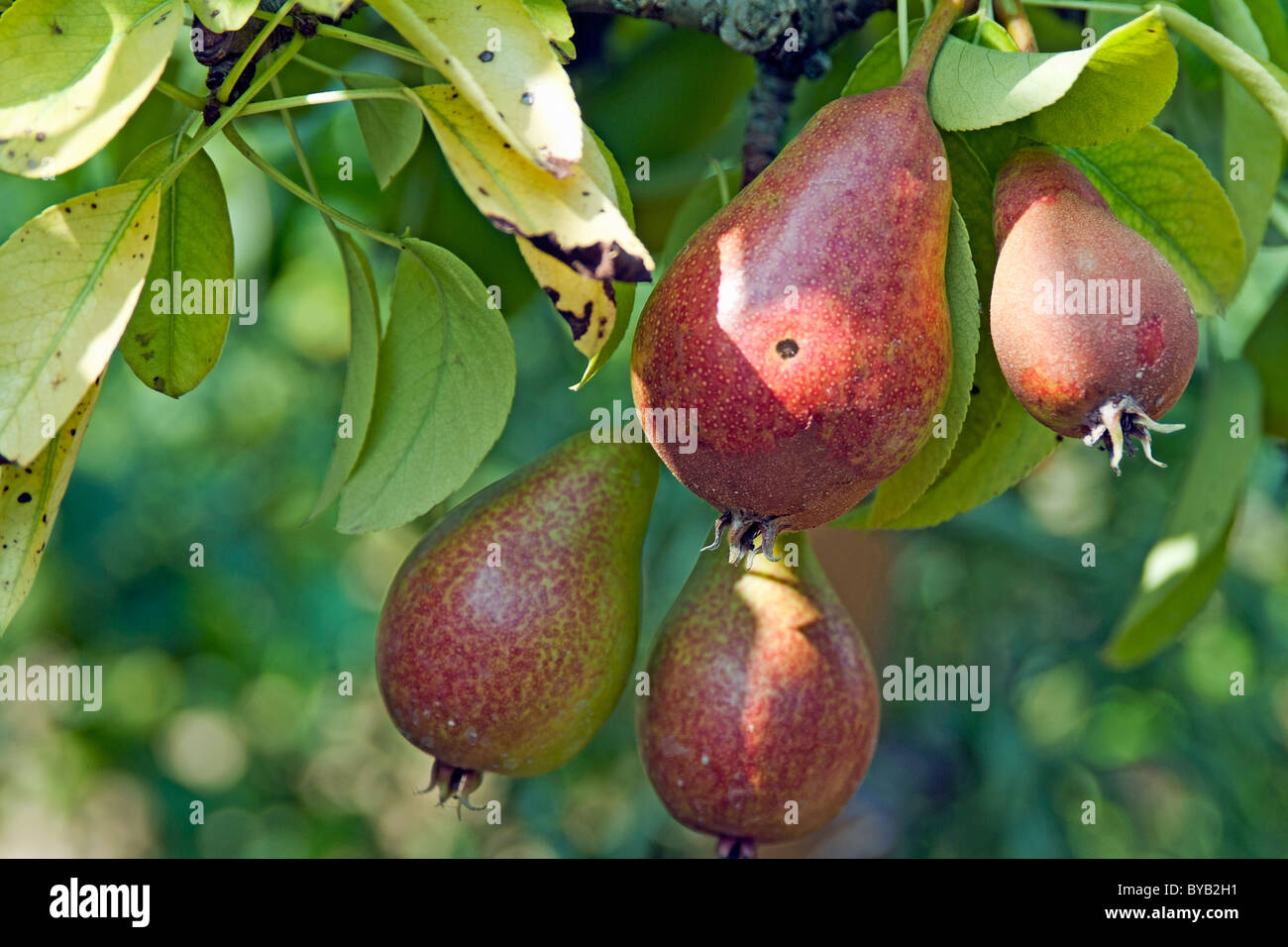 Pears growing on a tree. Stock Photo