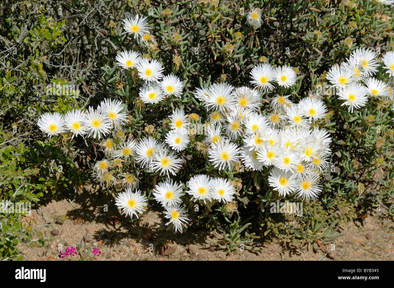 Lampranthus (Lampranthus sp.), Naries, Namaqualand, South Africa, Africa Stock Photo