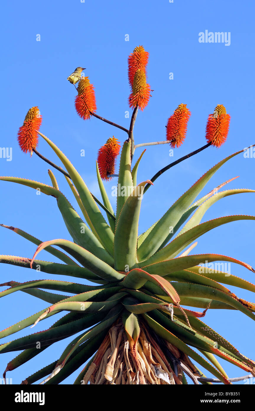 Cape Aloe (Aloe ferox), Namaqualand, South Africa, Africa Stock Photo