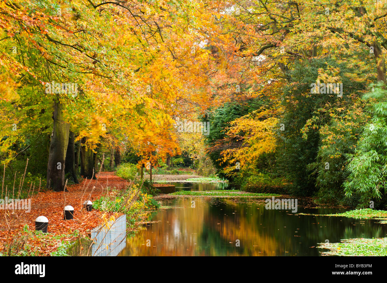 Basingstoke Canal in autumn, near Woking, Surrey, UK Stock Photo