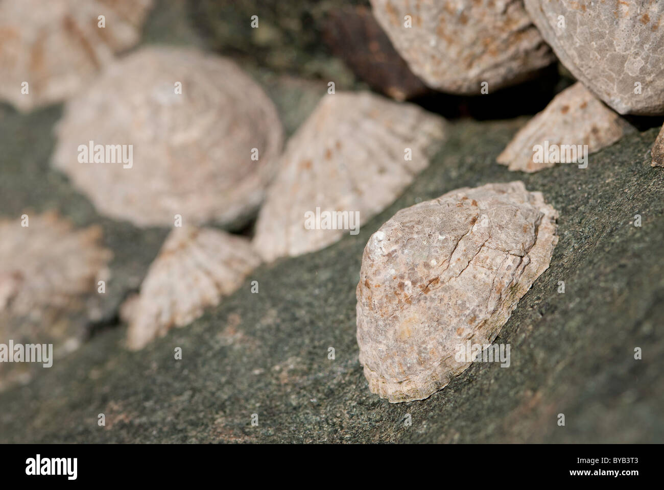 Limpets (Patella vulgaris) attached to a rock. Stock Photo