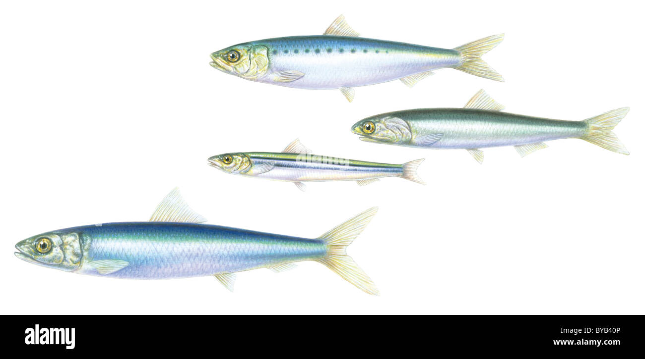 Sardine illustration hires stock photography and images Alamy