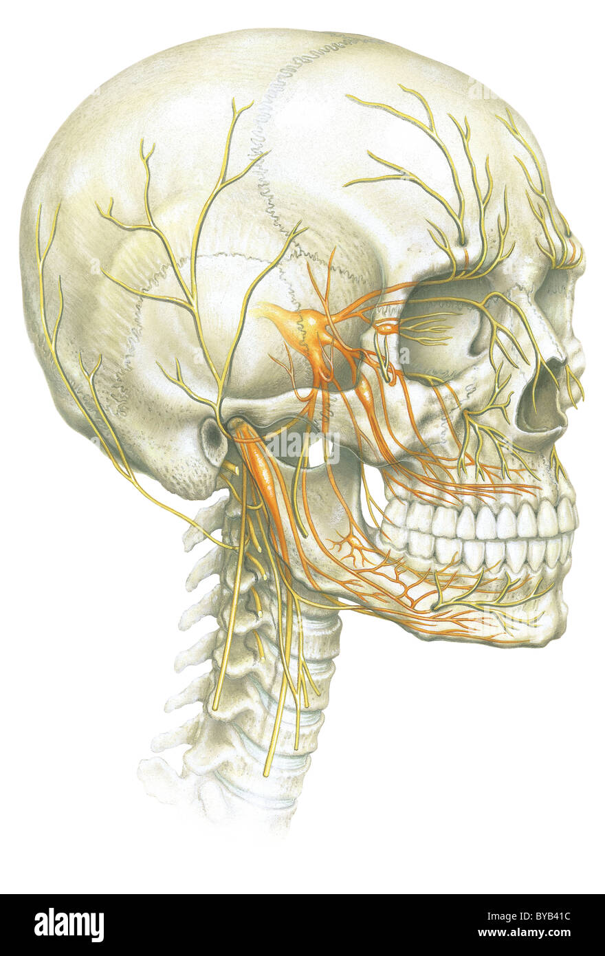 An illustration of human skull and nerve system Stock Photo - Alamy
