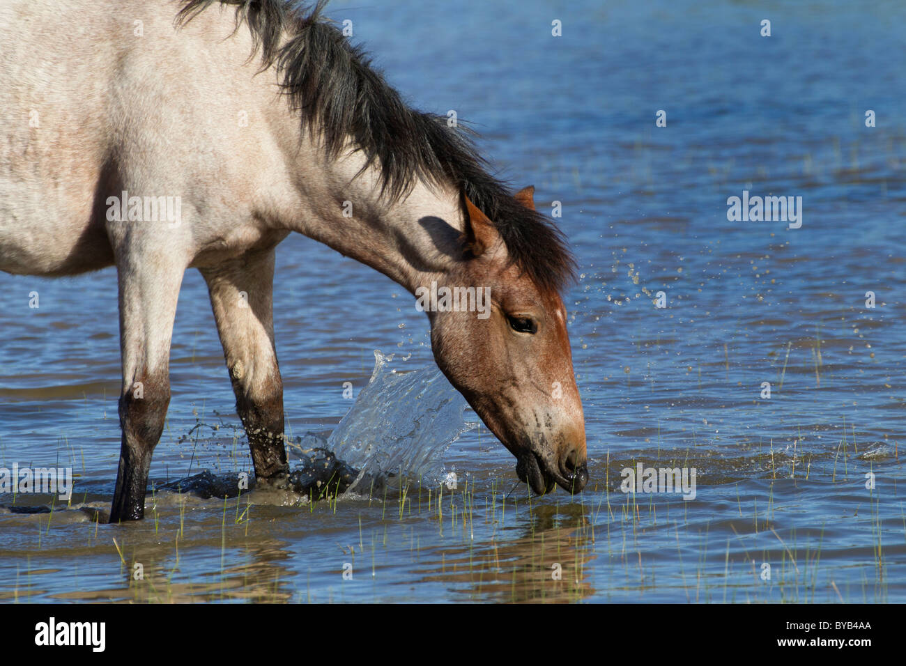 A Wild Mustang Drinking, Monero, New Mexico Stock Photo