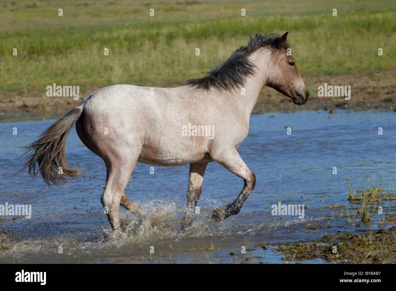 Wild Mustang Running in a Pond, Monero, New Mexico Stock Photo