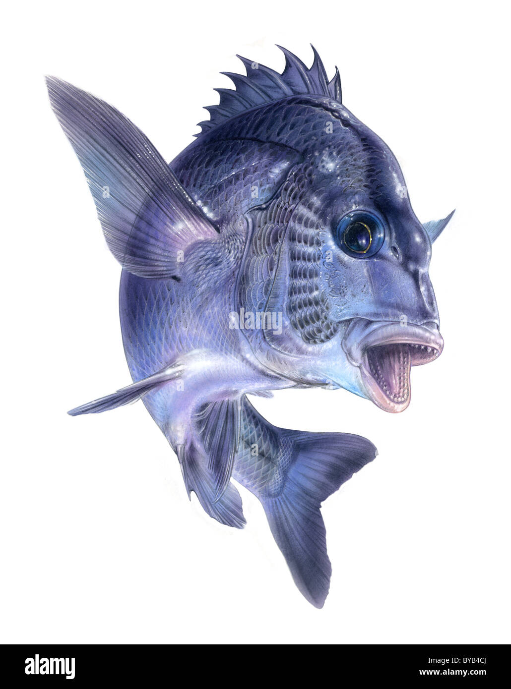 Japanese black porgy Cut Out Stock Images & Pictures - Alamy