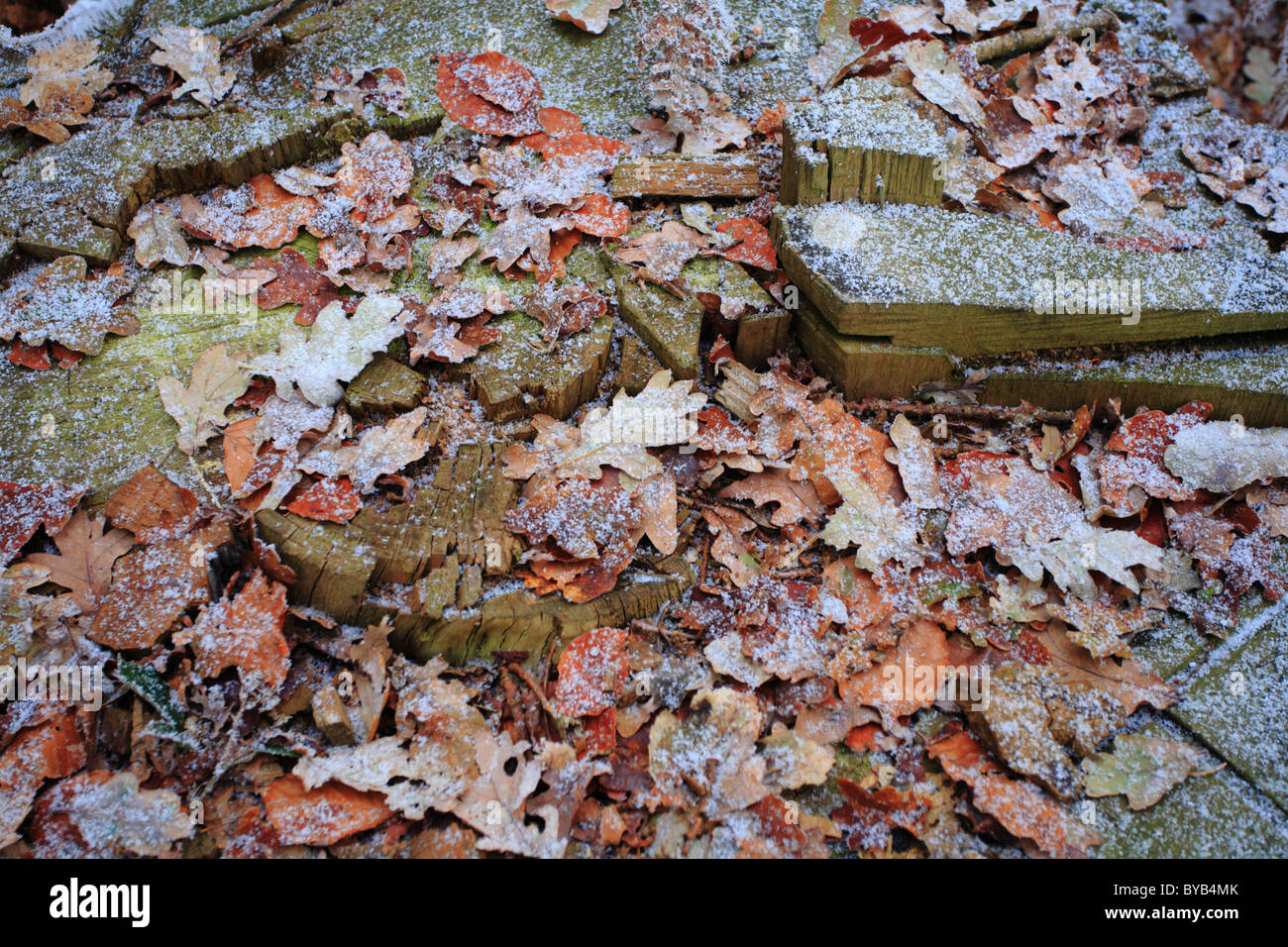 Leaves on the ground in Winter covered in frost Stock Photo - Alamy
