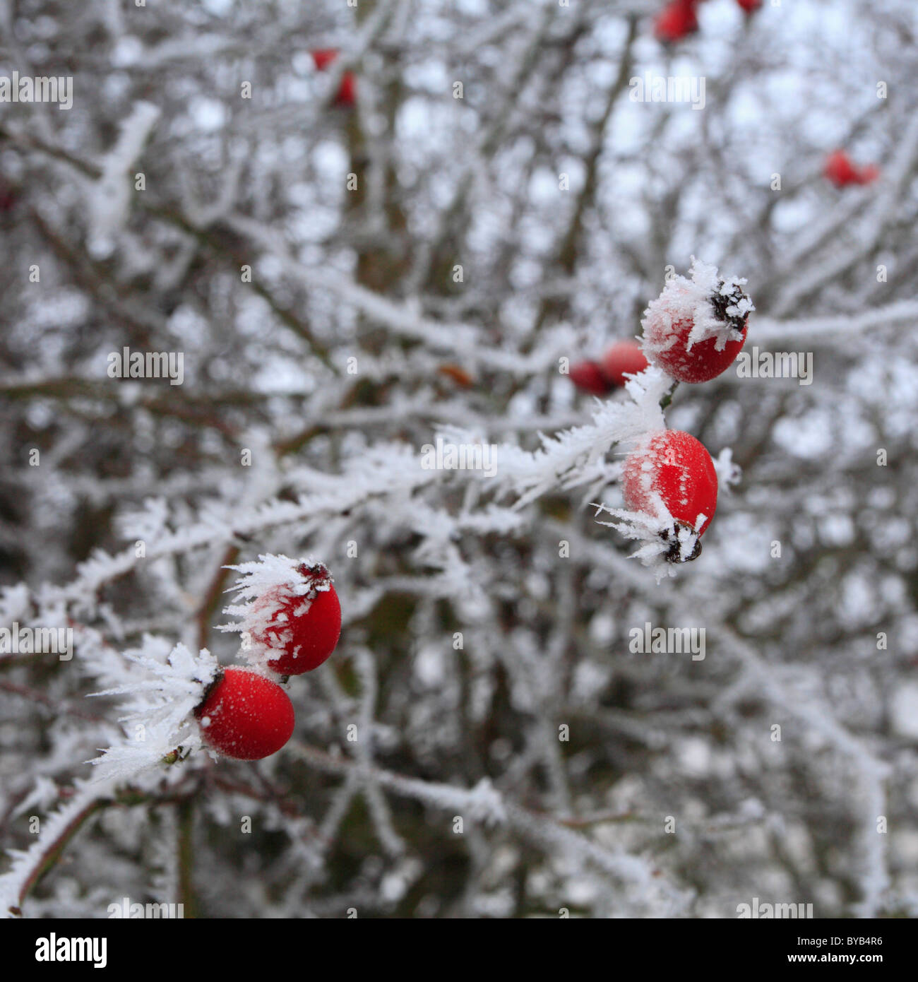 Wild rose hips covered in hoar frost. Stock Photo
