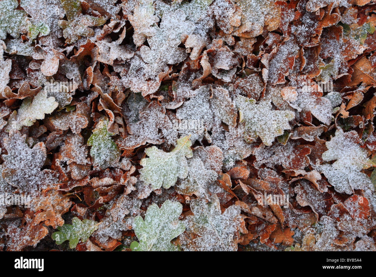 Leaves on the ground in Winter covered in frost Stock Photo - Alamy