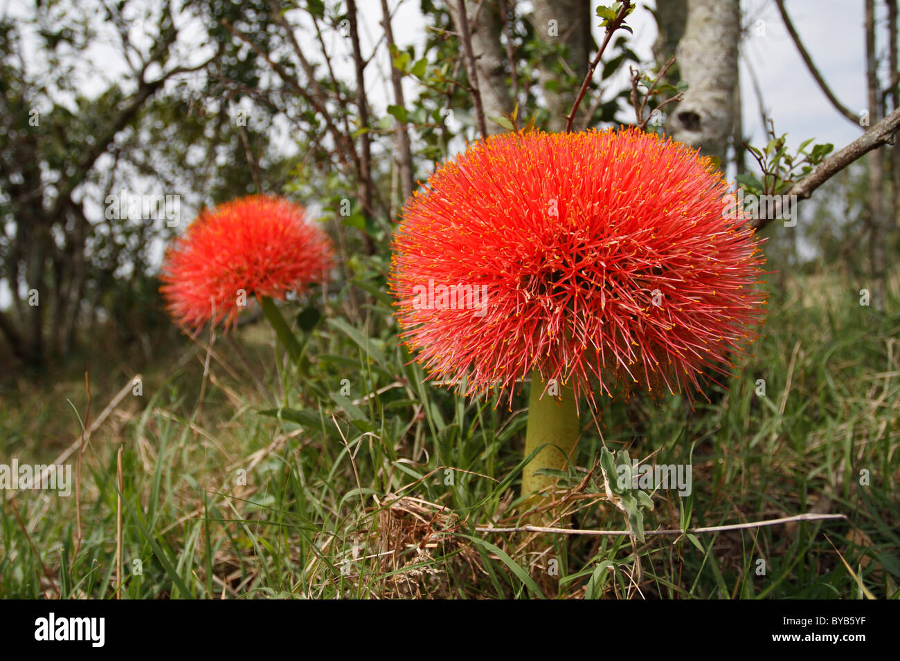 Fireball Lily (Scadoxus multiflorus) Stock Photo