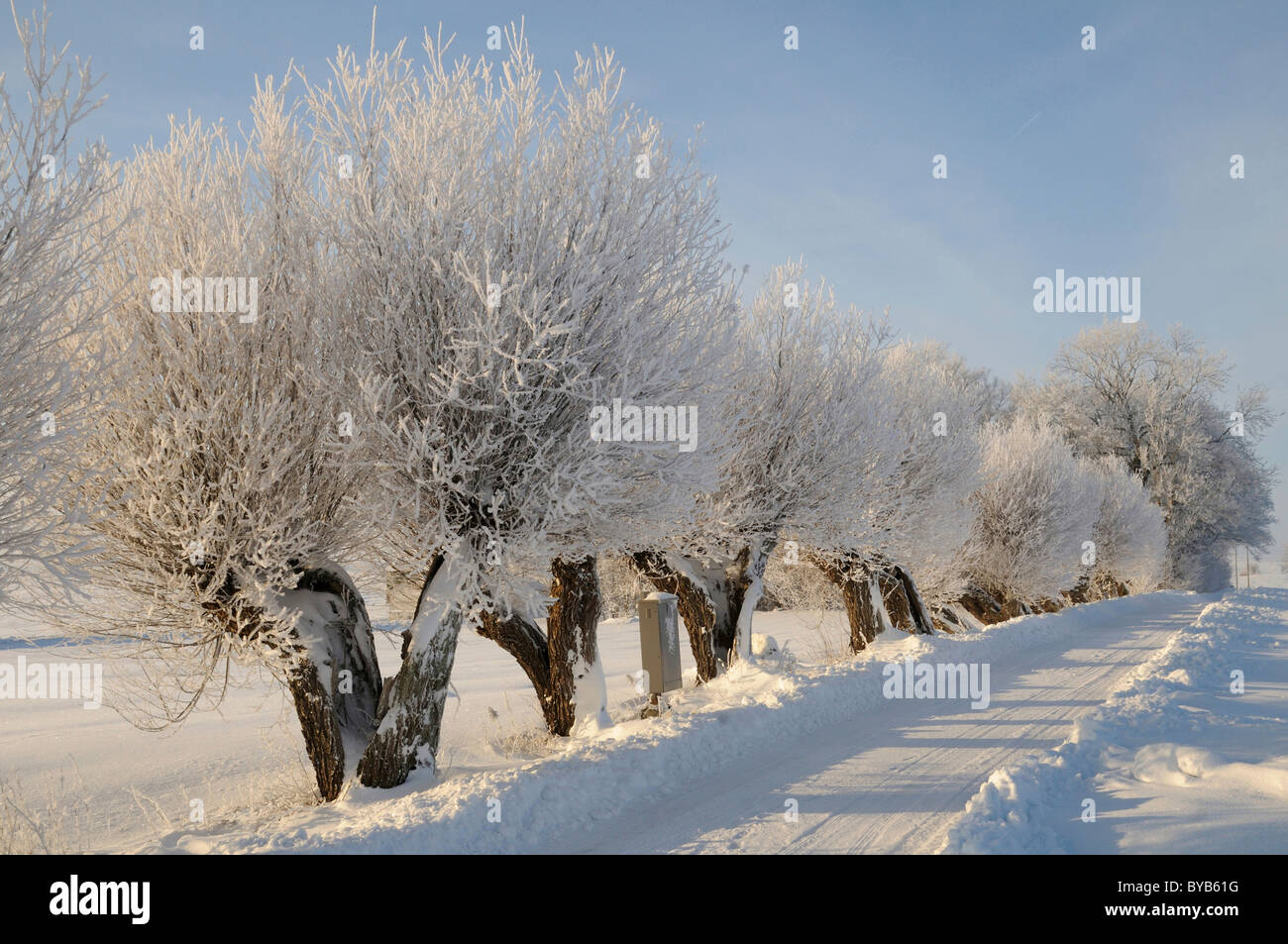 Willow trees with white frost, typical south-Swedish tree-lined road, Tånebro, Skåne, Sweden, Europe Stock Photo