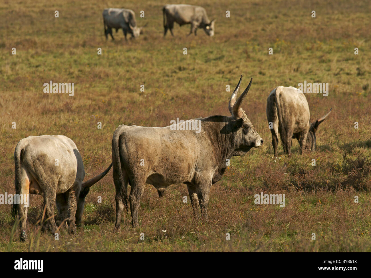 Hungarian Grey Cattle or Hungarian Steppe Cattle, old domestic cattle breed from the Hungarian lowlands Stock Photo