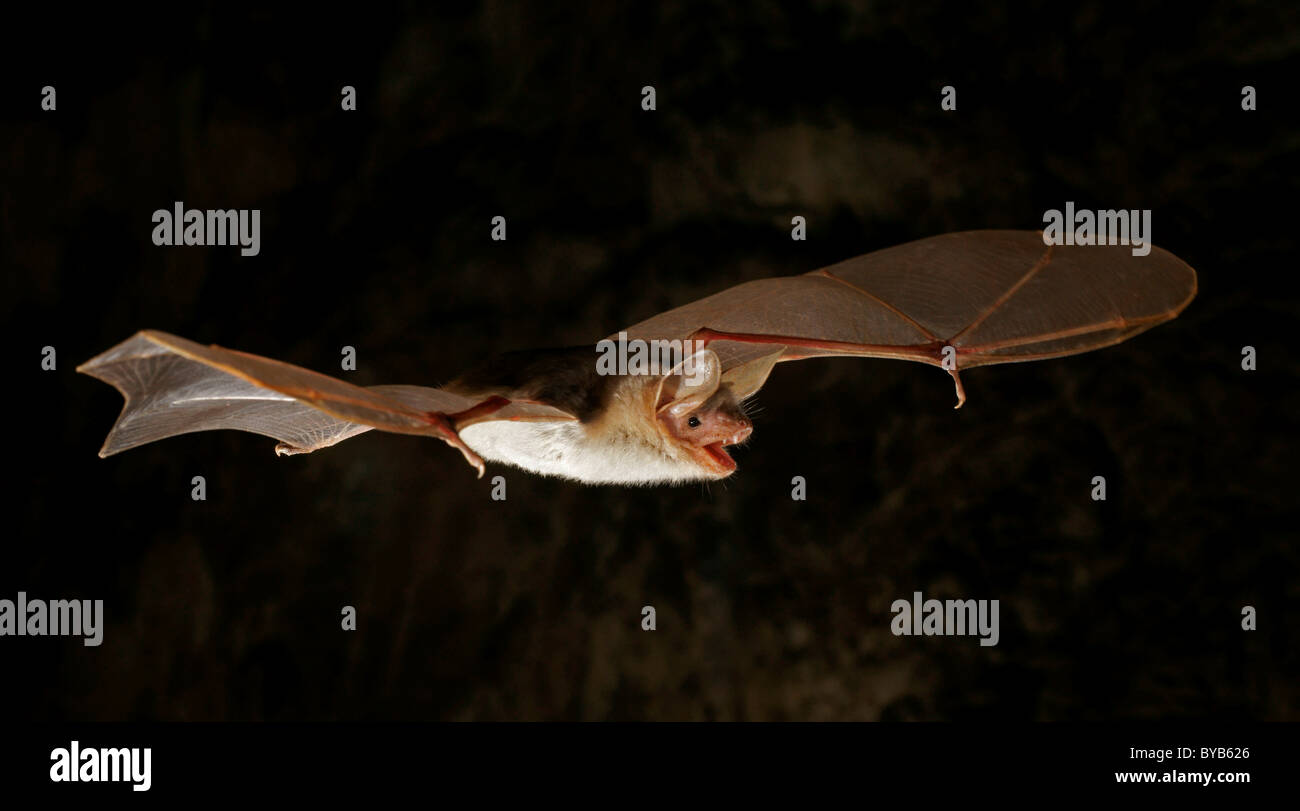 Lesser Mouse-Eared Bat (Myotis blythii, Myotis oxygnathus) Stock Photo