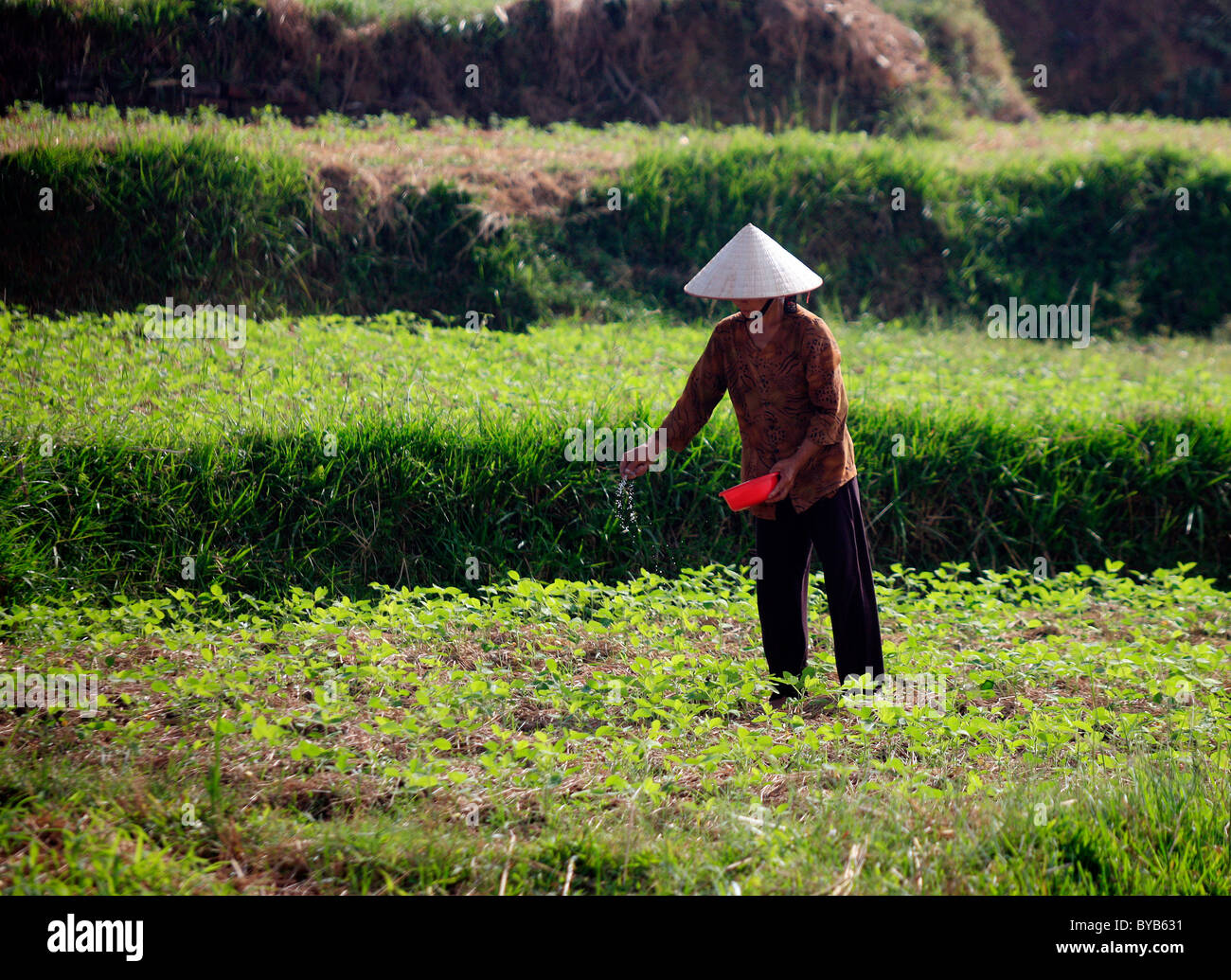 Person working in a field, Vietnam, Asia Stock Photo