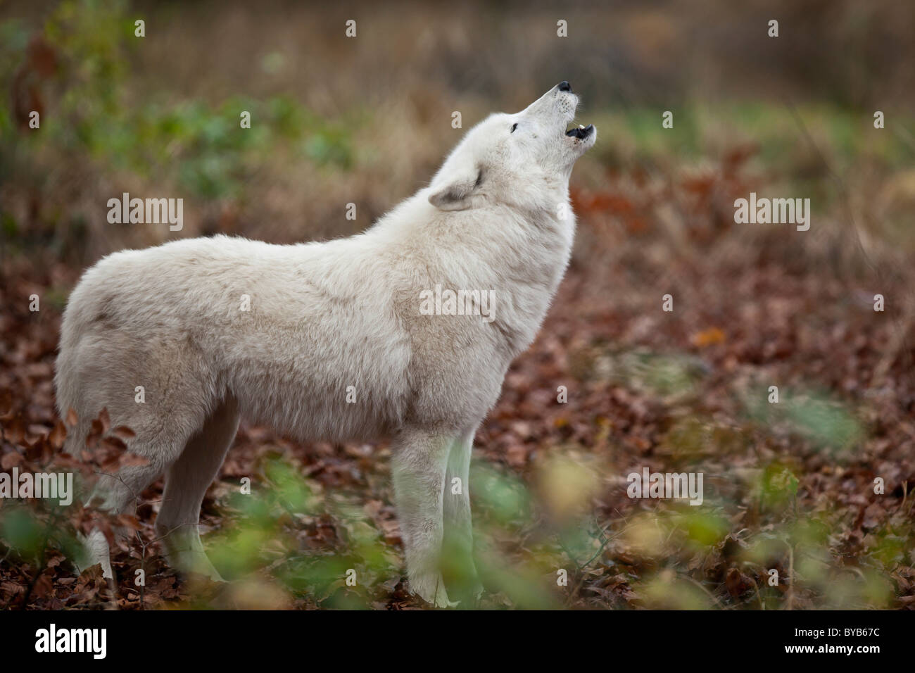 Arctic wolf, Polar Wolf or White Wolf (Canis lupus arctos) Stock Photo