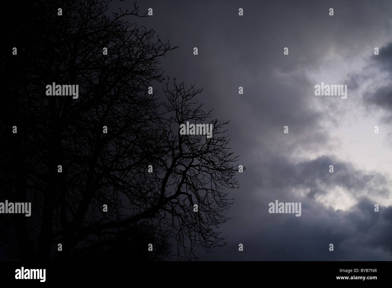 Storm Clouds brewing against a silhouetted tree Stock Photo - Alamy