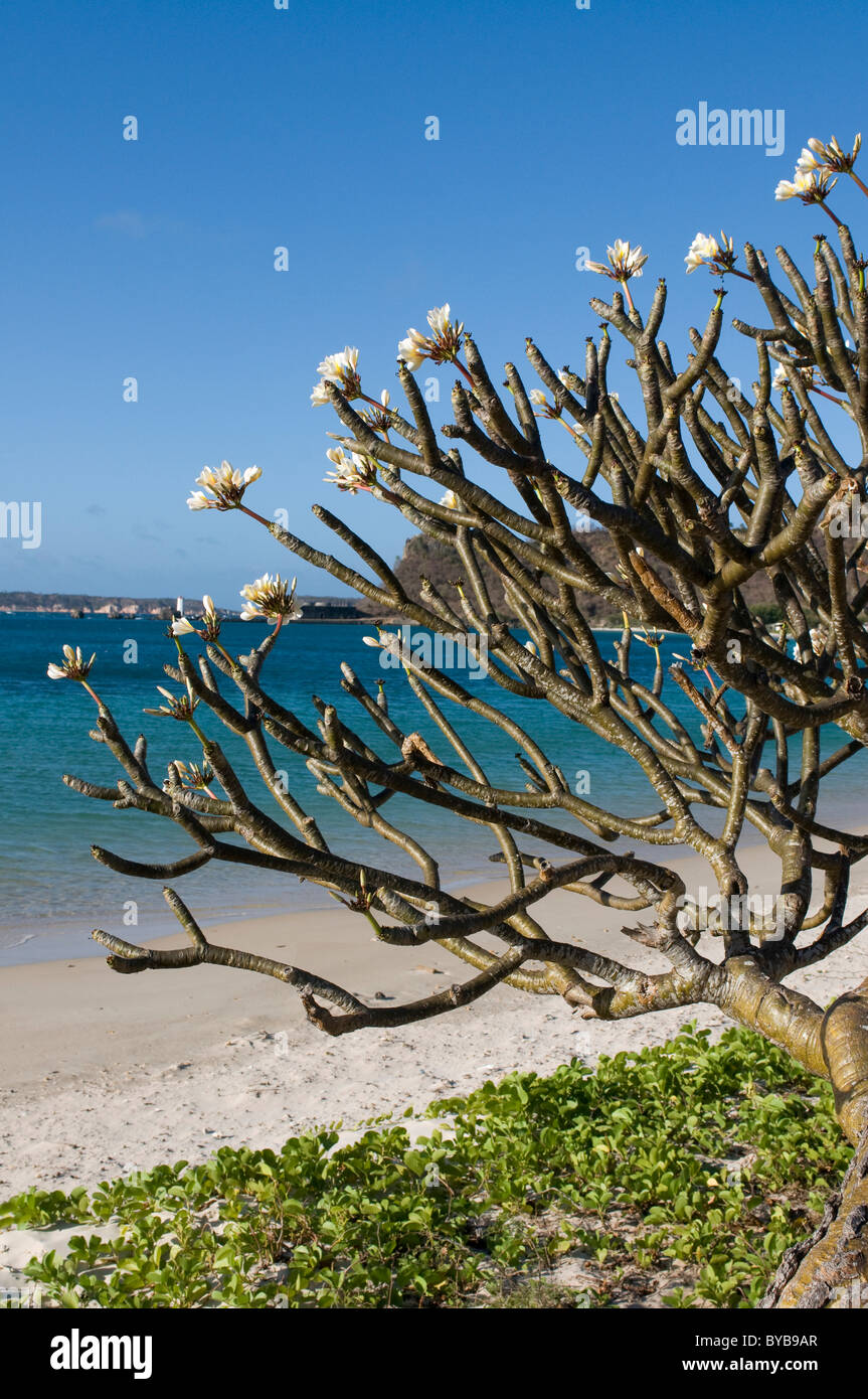 Flowering bush on the beach of Diego Suarez, Antsiranana, Madagascar, Africa Stock Photo