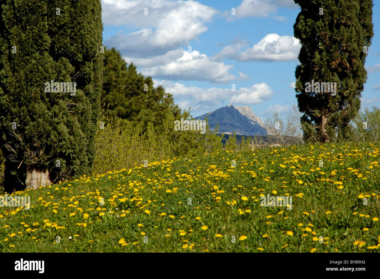 Cypress trees in a meadow in springtime with Montagne Sainte-Victoire in the background, Aix-en-Provence, France. Stock Photo