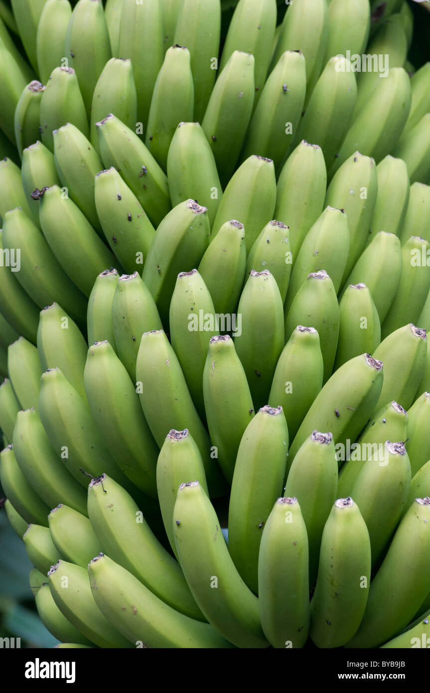 Bananas on a banana tree, La Palma, Canary Islands, Spain, Europe Stock