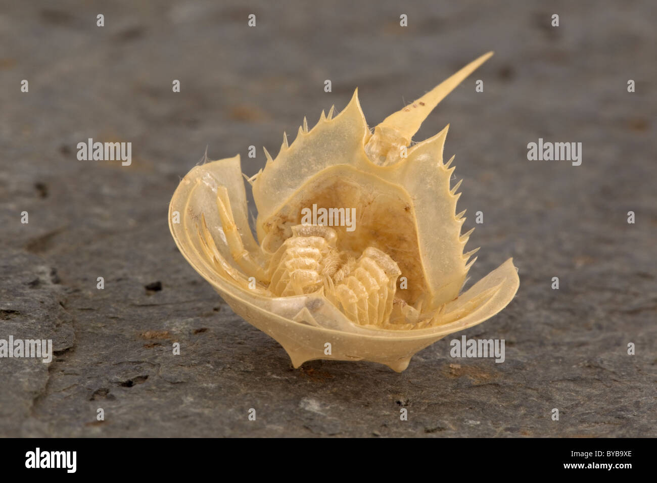 Very small horseshoe crab exoskeleton, macro Stock Photo 34055350 Alamy