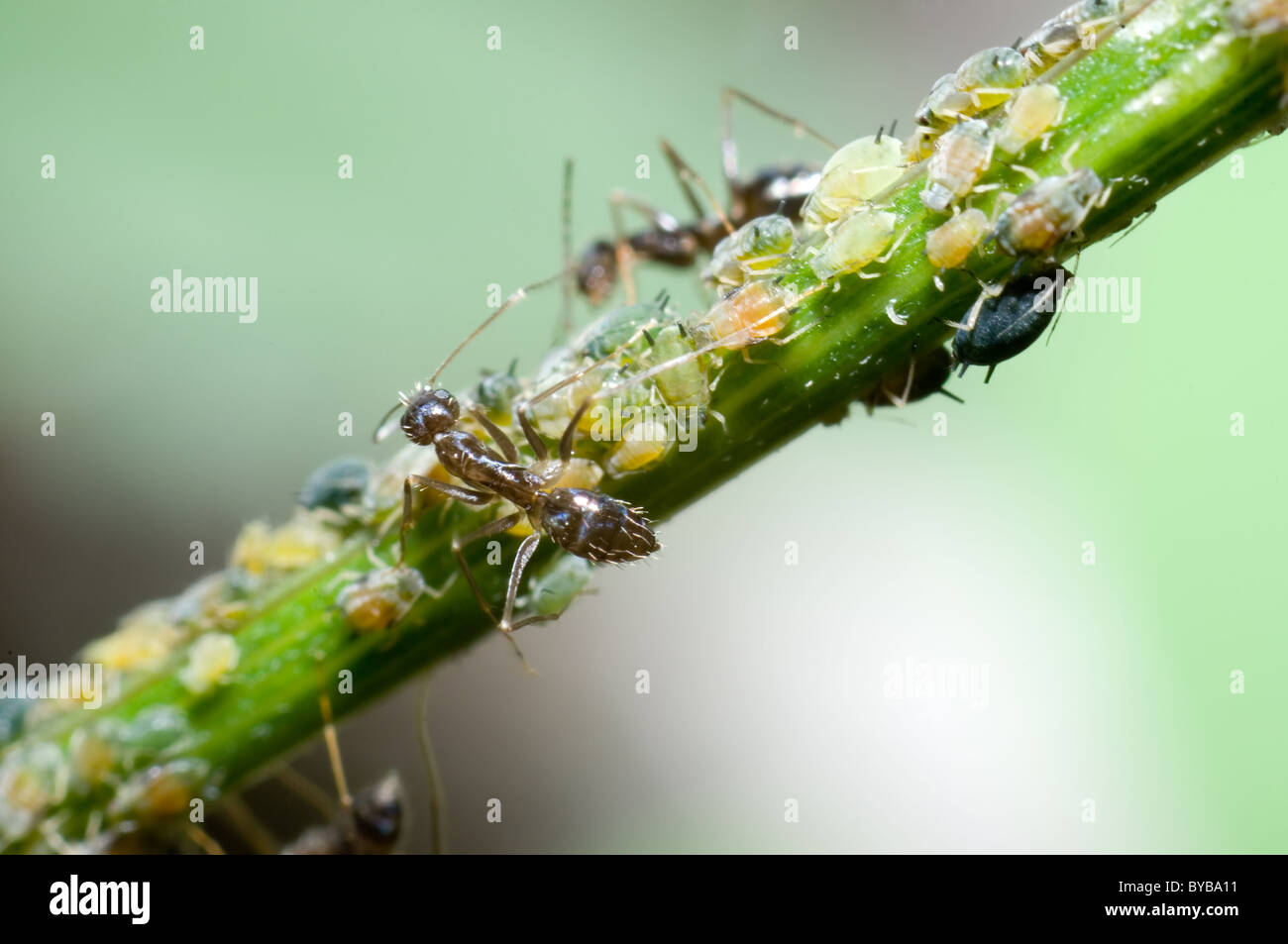 Ants aphids hires stock photography and images Alamy