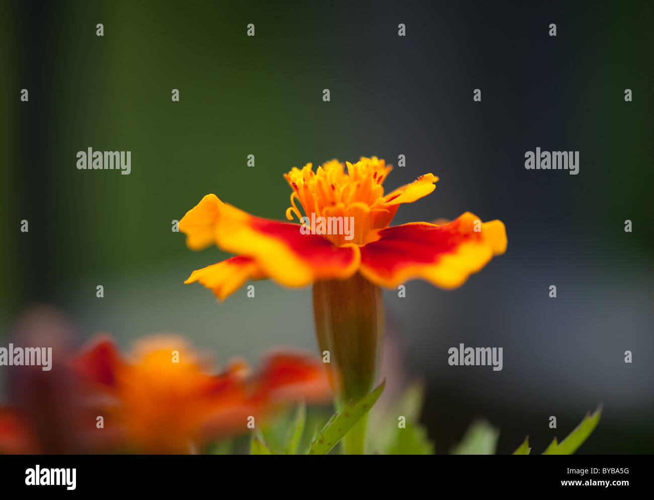 A beautiful Orange flowers Latin name targetes Stock Photo - Alamy