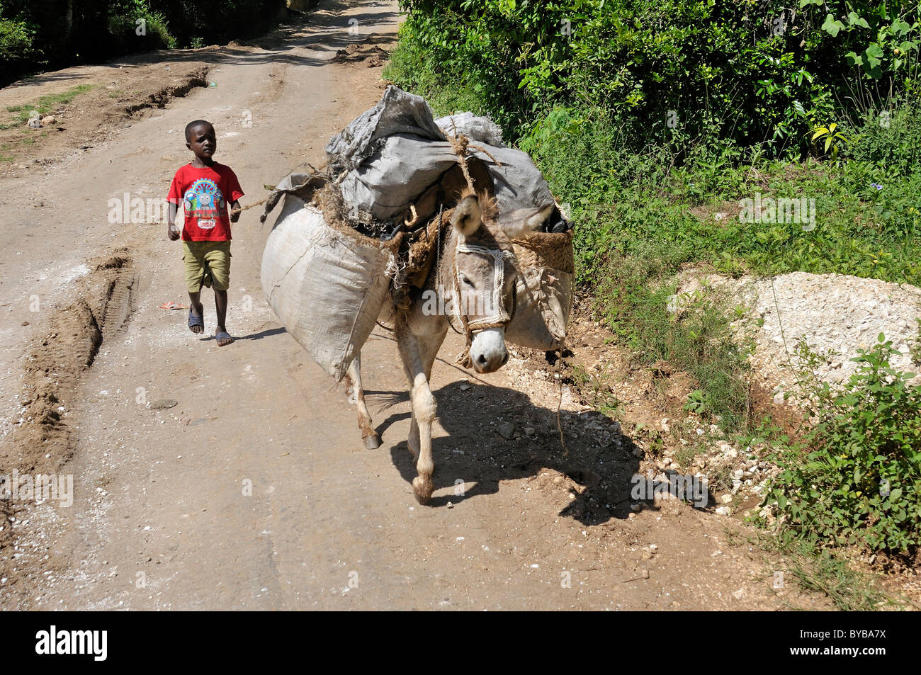 Boy Guiding A Donkey, Petit Goave, Haiti, Caribbean, Central America 