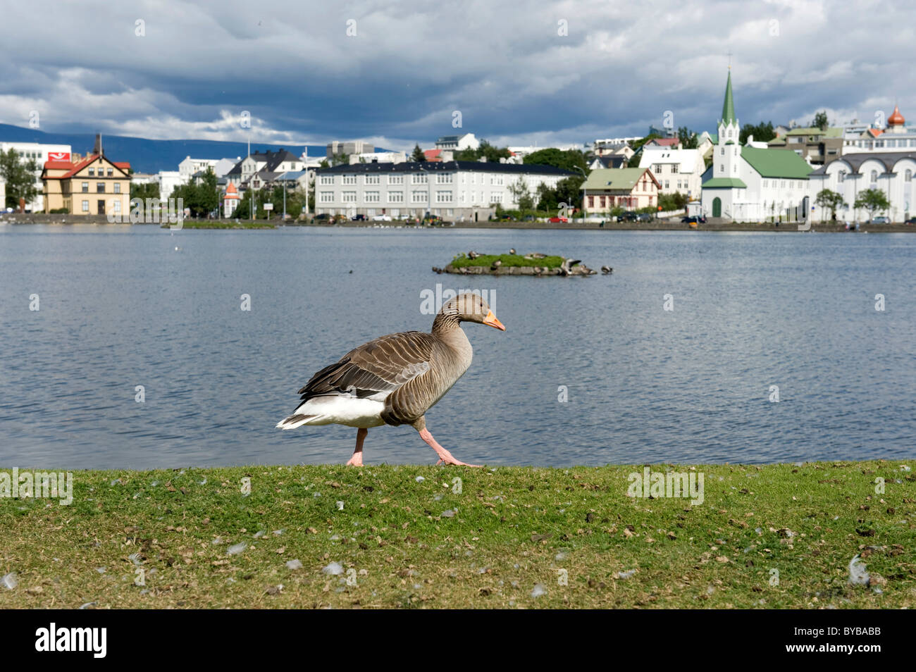 Grey Goose (Anser anser), waddling on shore, Lake Tjoernin, city centre, Reykjavik, Iceland, Scandinavia, Northern Europe Stock Photo
