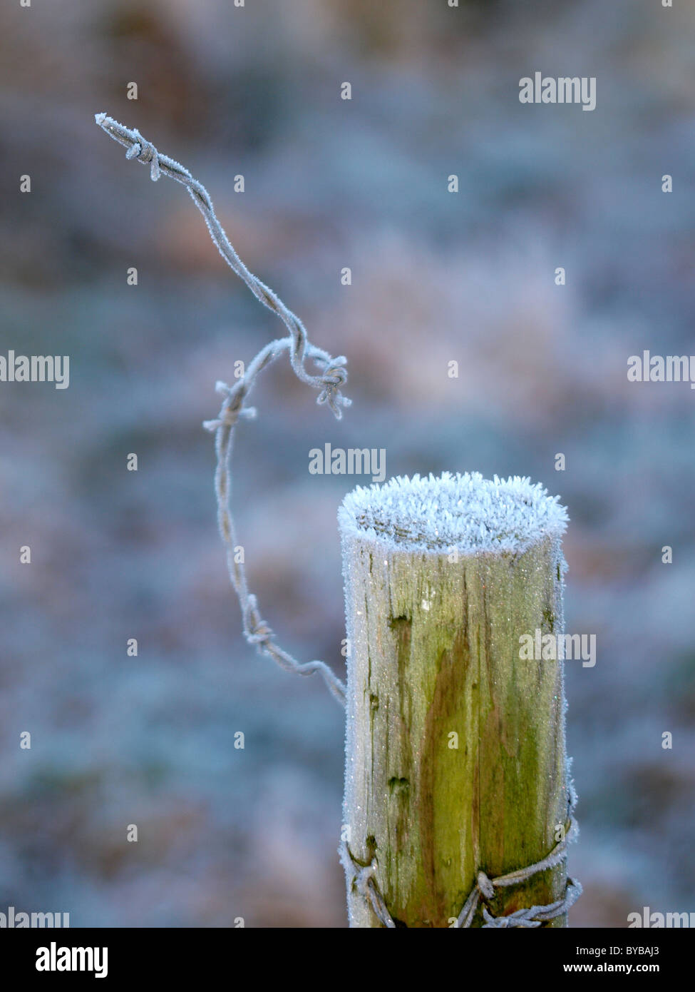 Frosty post, UK Stock Photo
