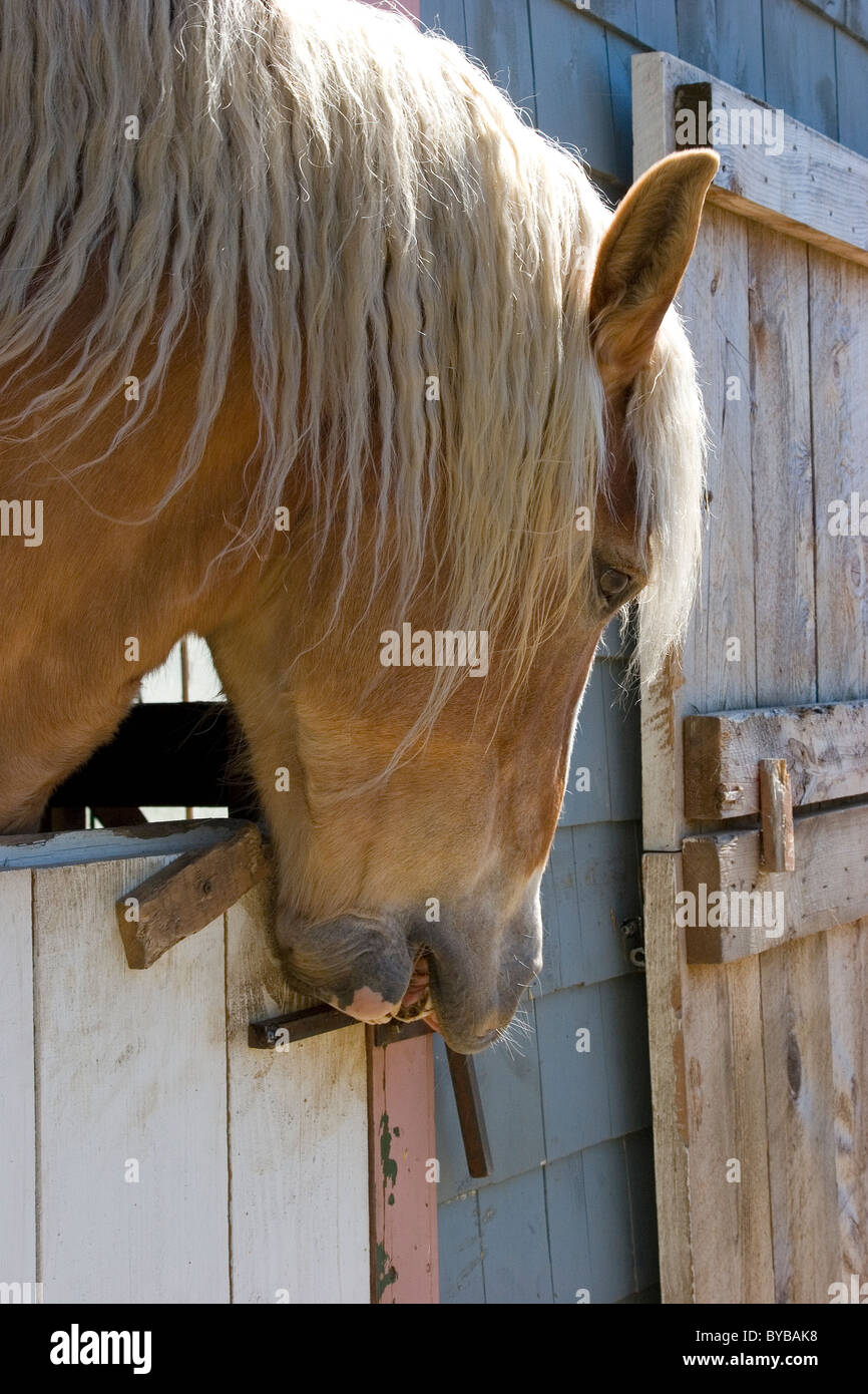 Belgian Draft Horse Opens Barn Stall Door With Its Mouth