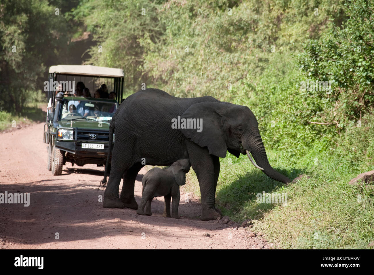 Car with tourists meets elephants crossing the road, Tanzania, Africa Stock Photo