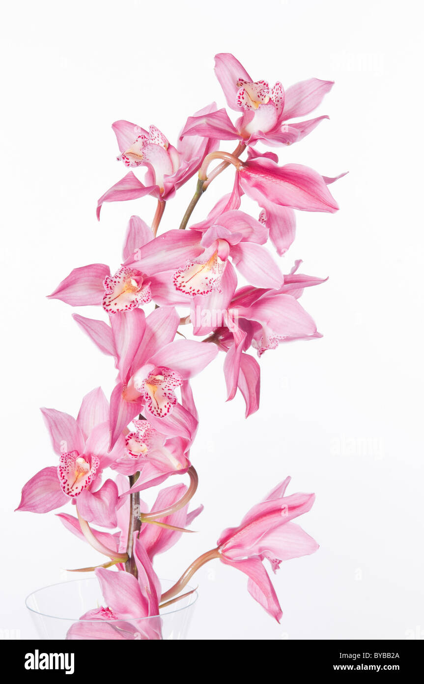 Beautiful pink orchid isolated over white background Stock Photo - Alamy