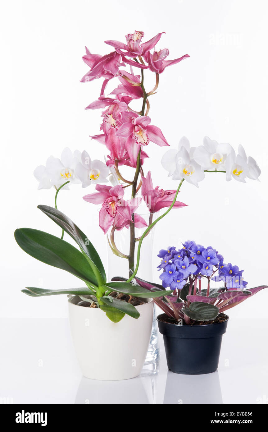 Orchids and violet viola in pots isolated over white background Stock Photo