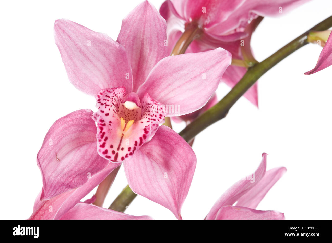 Beautiful pink orchid isolated over white background Stock Photo - Alamy