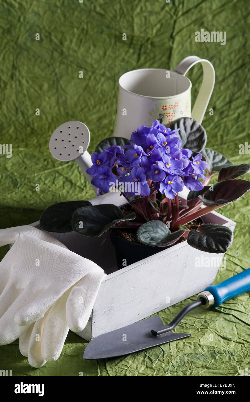 Gardening stilllife with violet viola, watering can and gloves Stock Photo Alamy