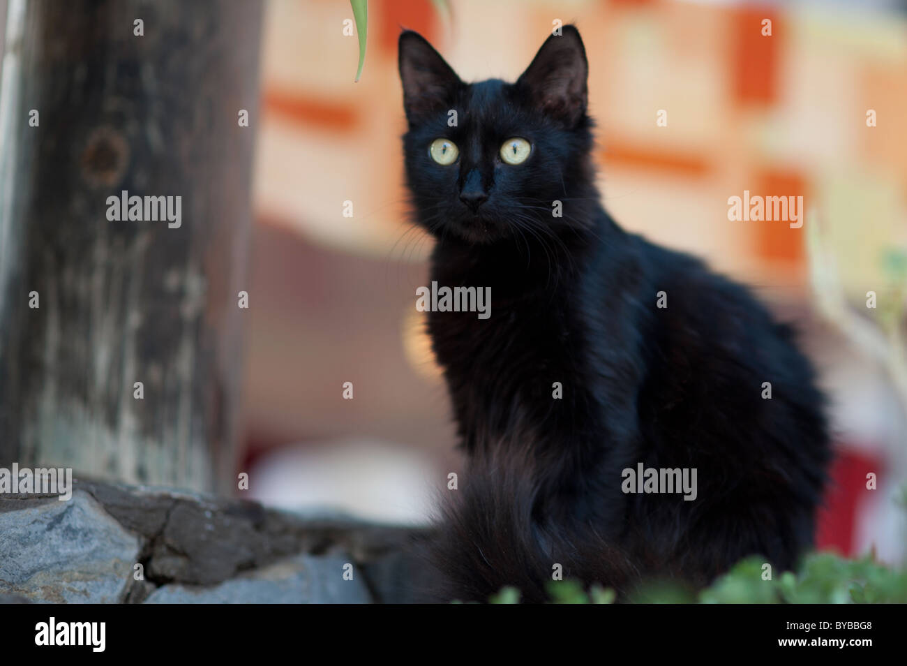 Stray cat in Tazacorte, La Palma The Canary islands Spain Stock Photo