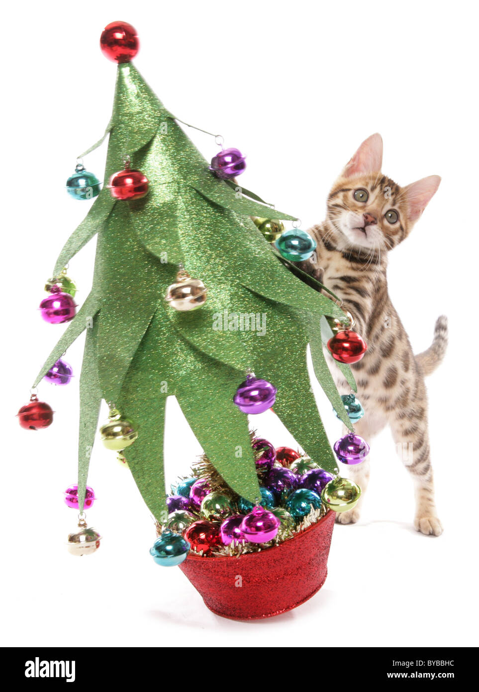 bengal kitten with christmas tree portrait in a studio Stock Photo