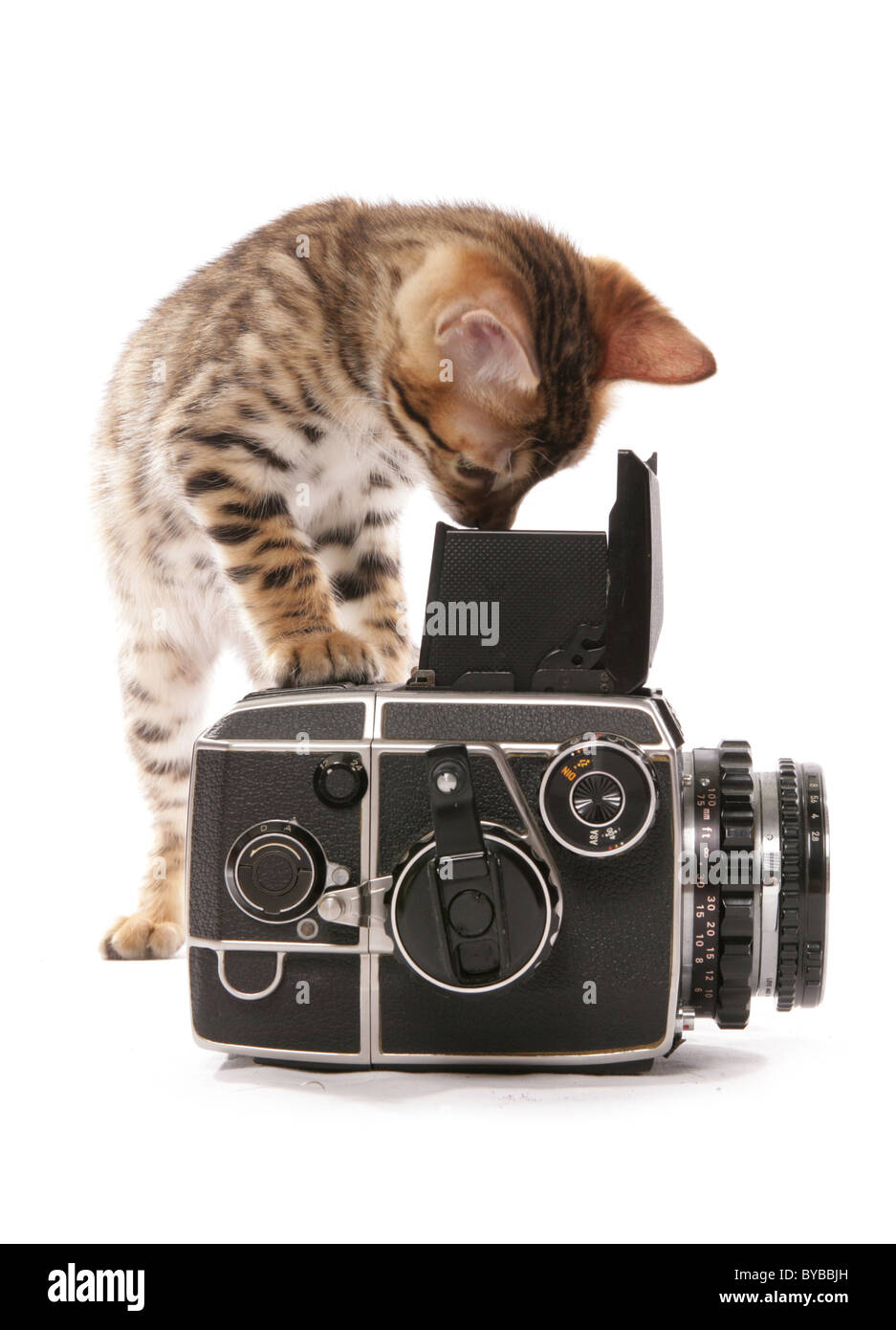 Bengal kitten taking a photograph portrait in a studio Stock Photo