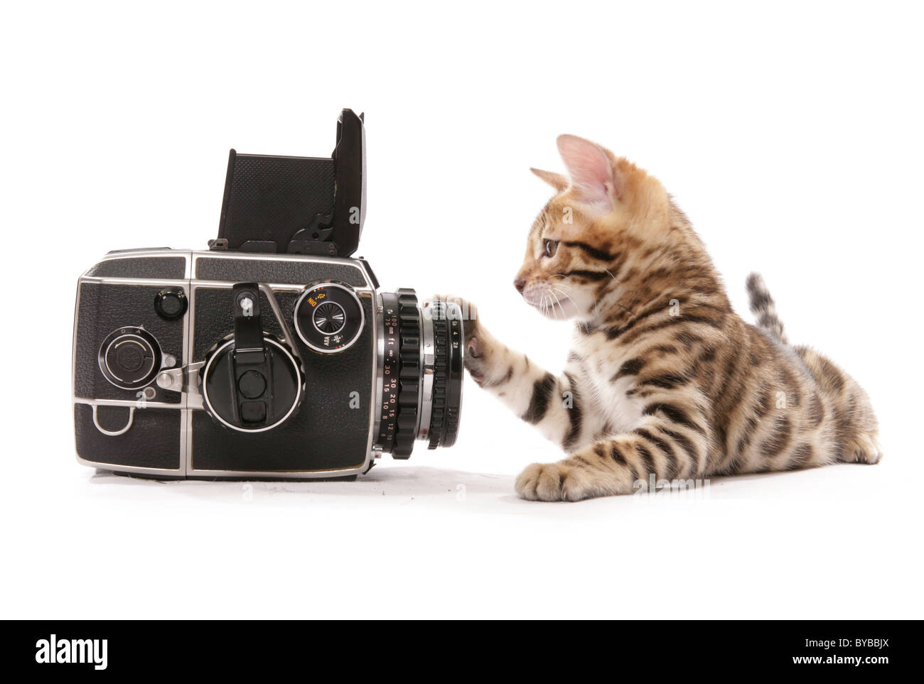 bengal kitten not wanting to be photographed portrait in a studio Stock Photo