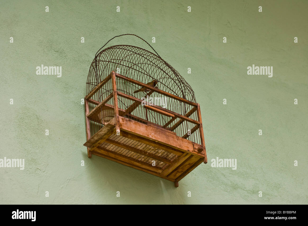 Bird in a cage on a green wall in Cuba Stock Photo Alamy