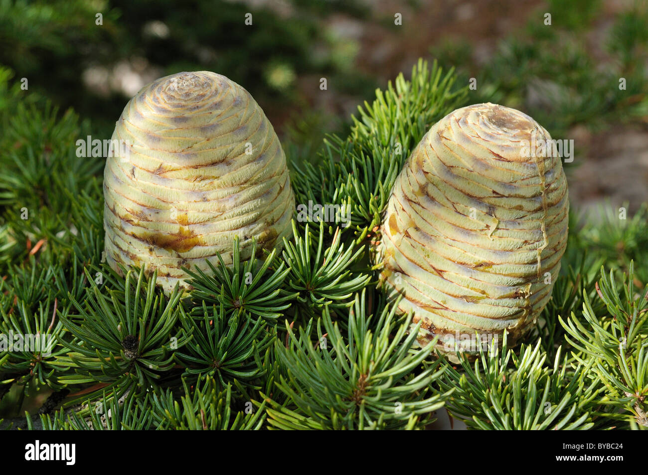 Fresh cones of a Cedar tree (Cendrus libani), Chouf Cedar Reserve, Unesco Biosphere Reserve, Lebanon, Middle East, West Asia Stock Photo