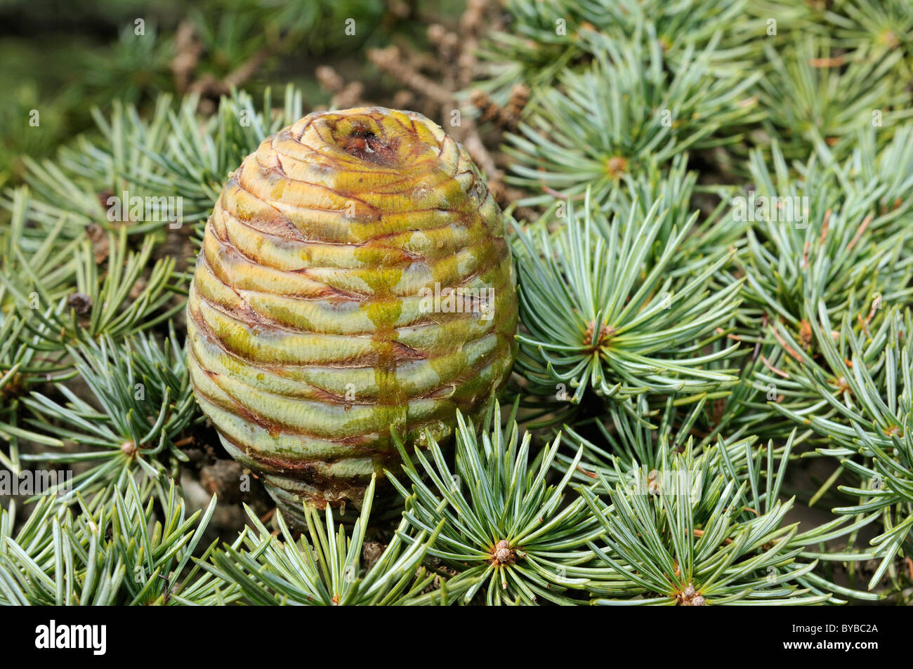 Fresh cone of a Cedar tree (Cendrus libani), Chouf Cedar Reserve, Unesco Biosphere Reserve, Lebanon, Middle East, West Asia Stock Photo