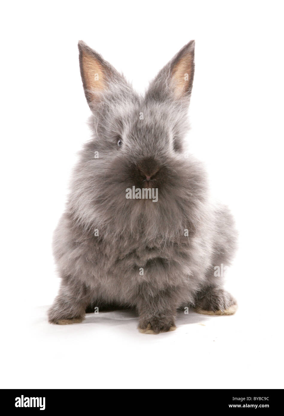 young grey rabbit Oryctolagus cuniculus sitting in a studio Stock Photo