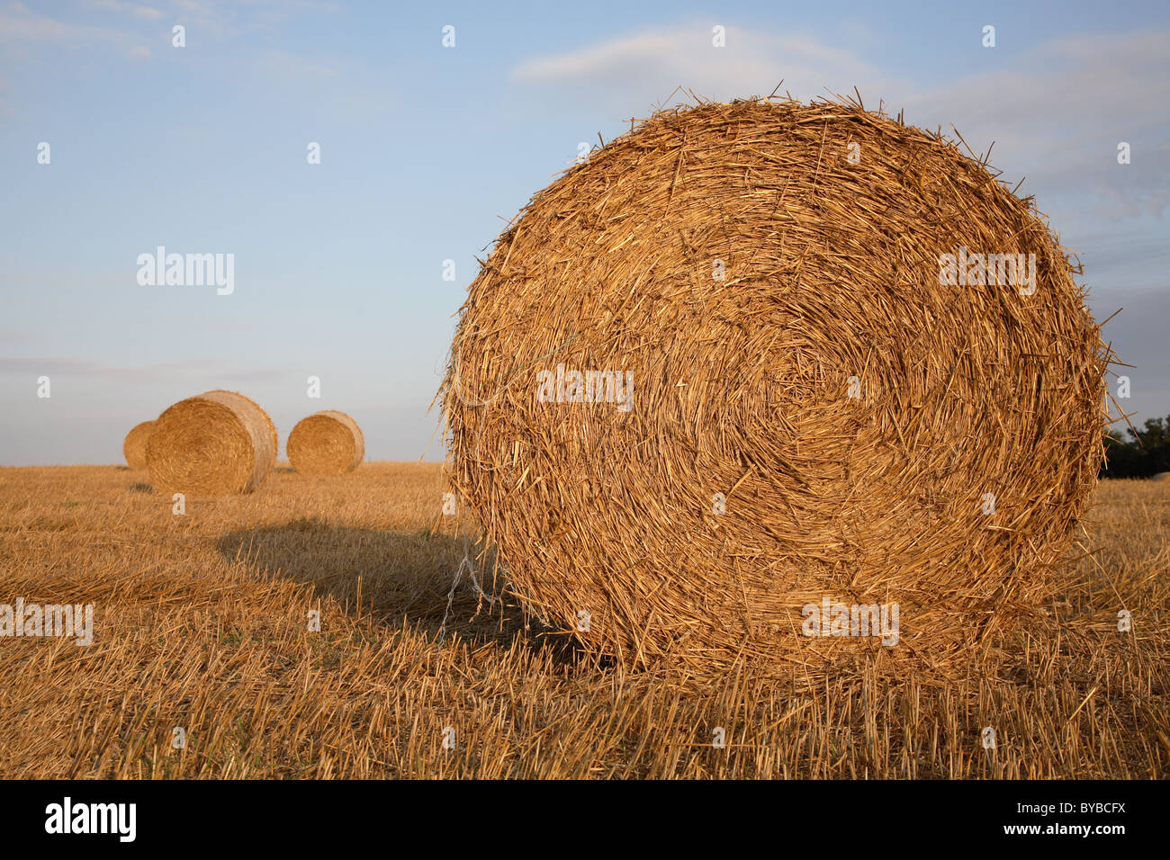 Bales of straw on a wheat stubble field against a blue and purple late ...