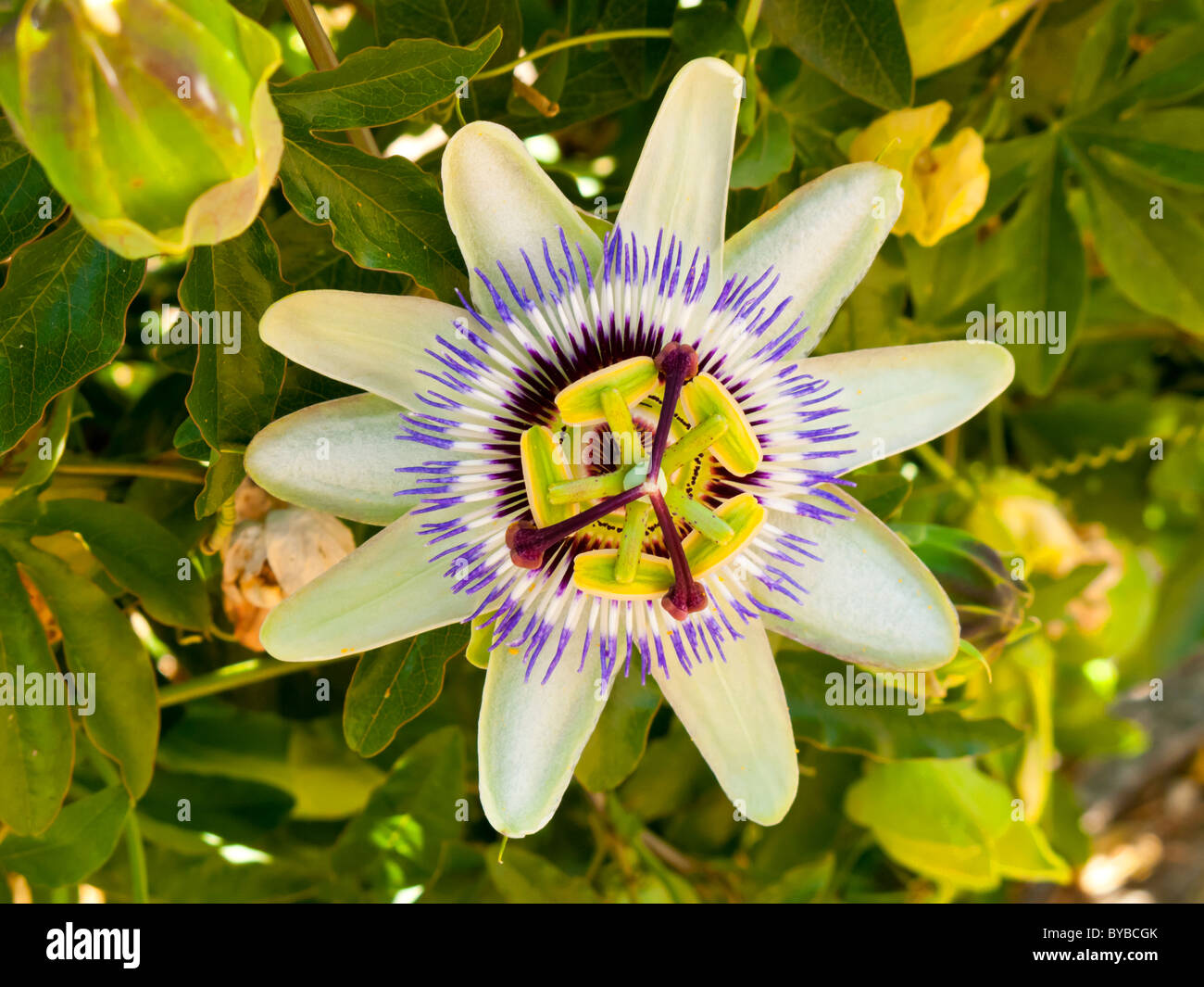 Close up view of passion flower passiflora with distinctive petals Stock Photo
