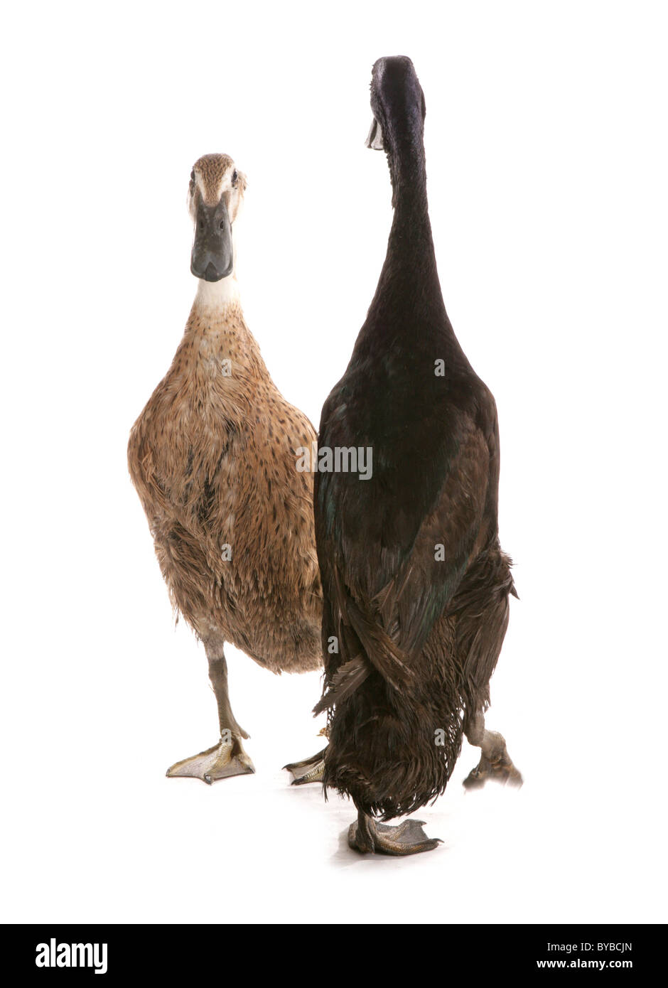 Black indian runner ducks hires stock photography and images Alamy