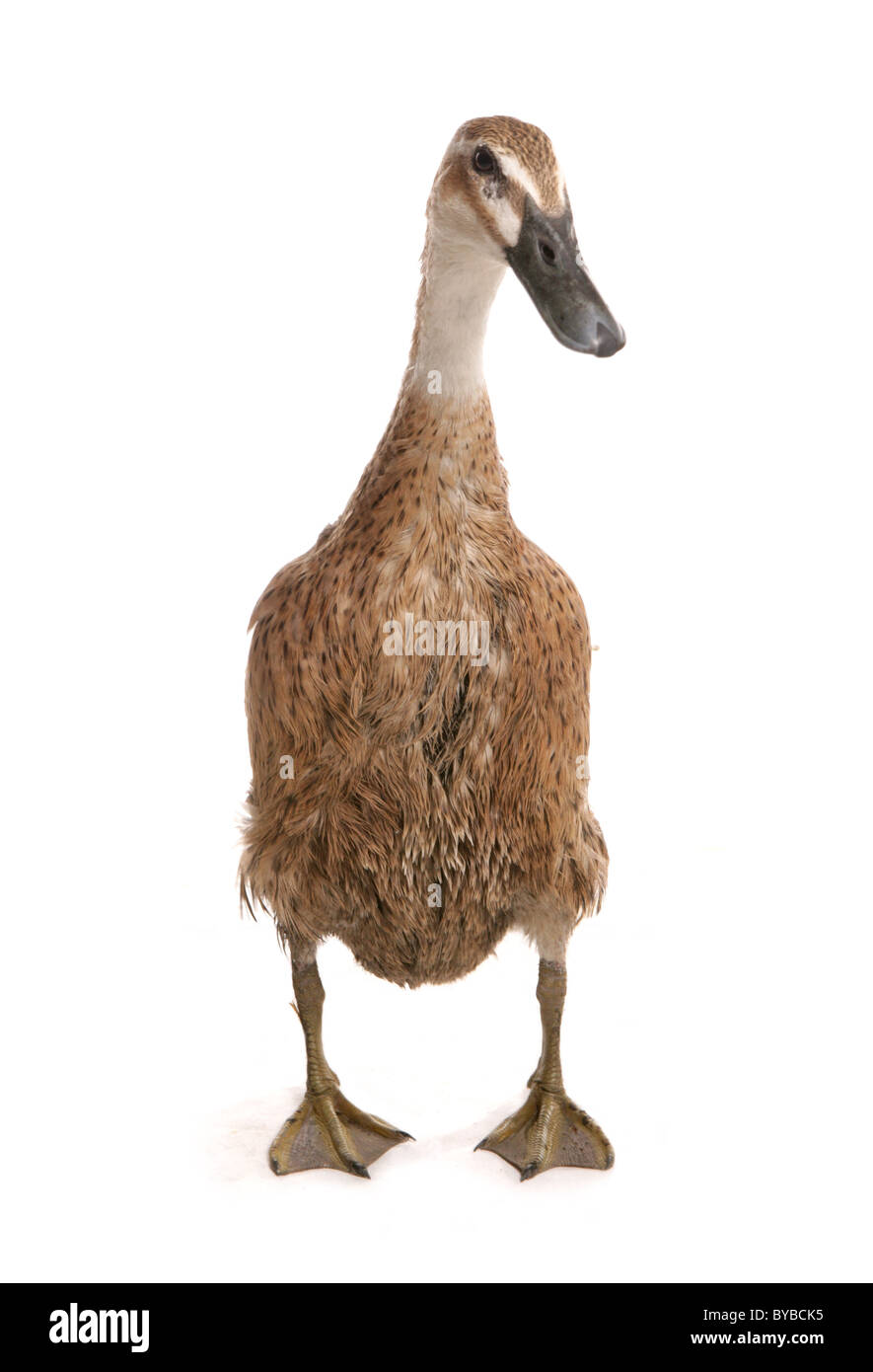 Indian runner duck hires stock photography and images Alamy