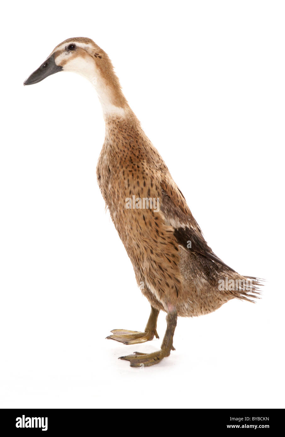 indian runner adult duck standing in a studio Stock Photo Alamy